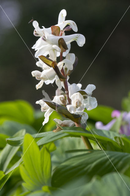 Holwortel + Vingerhelmbloem (Corydalis cava + Corydalis solida)