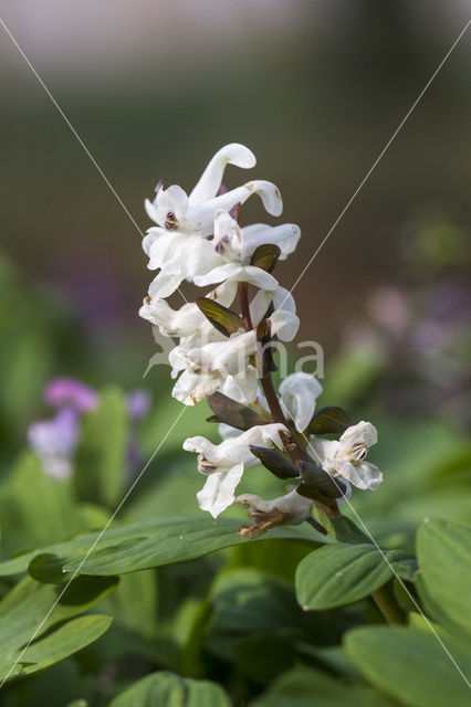 Holwortel + Vingerhelmbloem (Corydalis cava + Corydalis solida)