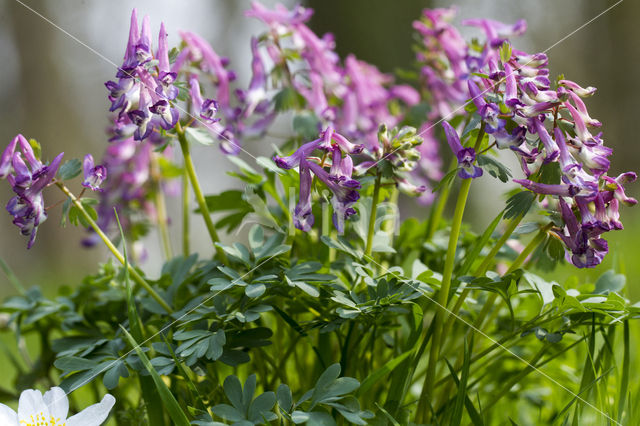 Holwortel + Vingerhelmbloem (Corydalis cava + Corydalis solida)