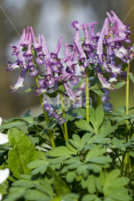 Corydalis cava + Corydalis solida