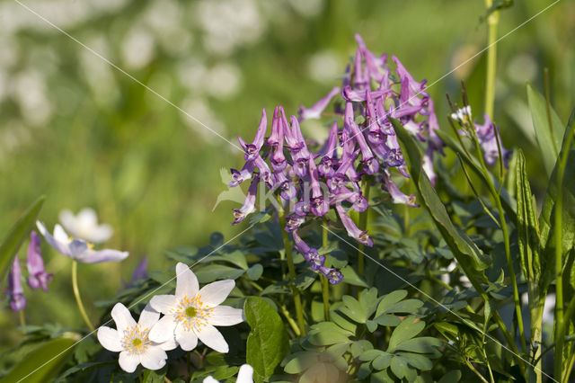 Holwortel + Vingerhelmbloem (Corydalis cava + Corydalis solida)