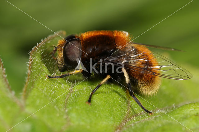 Hommelbijvlieg (Eristalis intricaria)