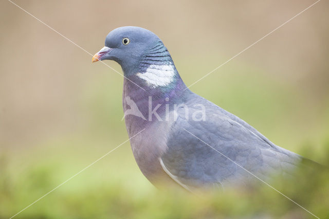 Wood Pigeon
