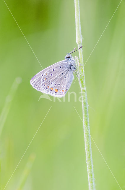 Common Blue (Polyommatus icarus)