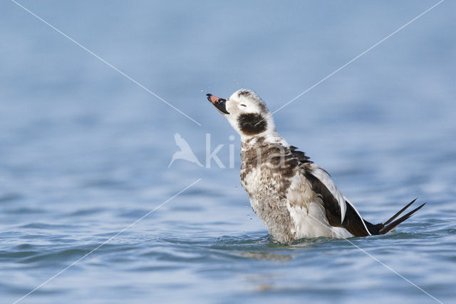 IJseend (Clangula hyemalis)