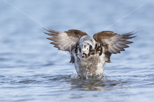 Long-tailed Duck