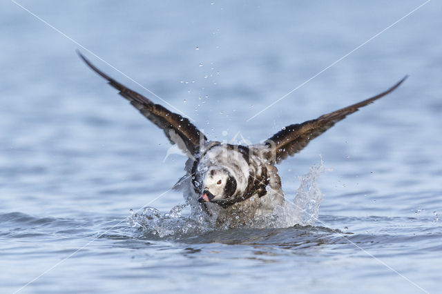 Long-tailed Duck