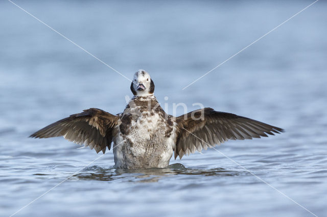 Long-tailed Duck