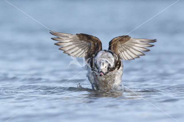 Long-tailed Duck