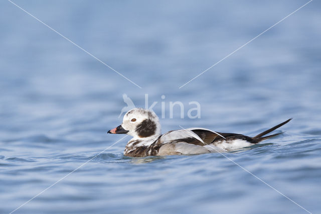 Long-tailed Duck