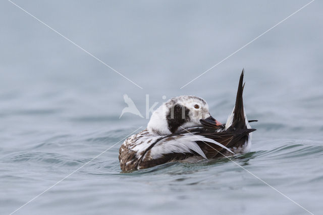 Long-tailed Duck