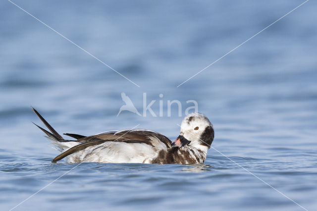 Long-tailed Duck