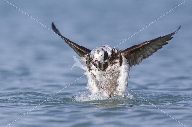 Long-tailed Duck