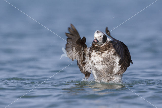 Long-tailed Duck