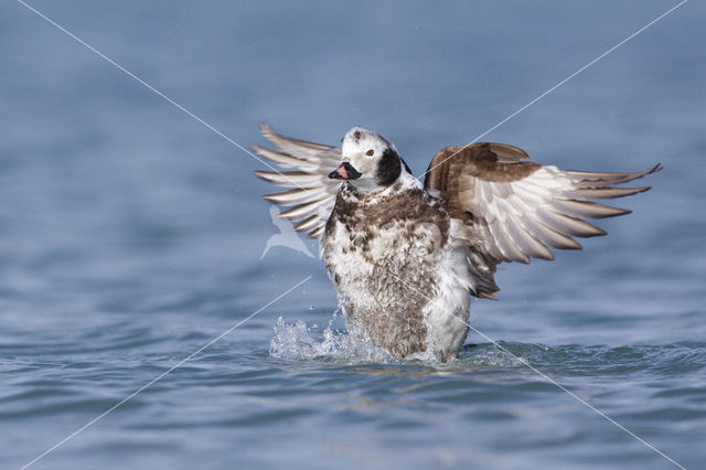 Long-tailed Duck