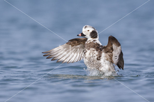 Long-tailed Duck