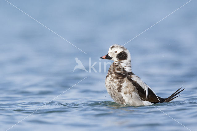 Long-tailed Duck