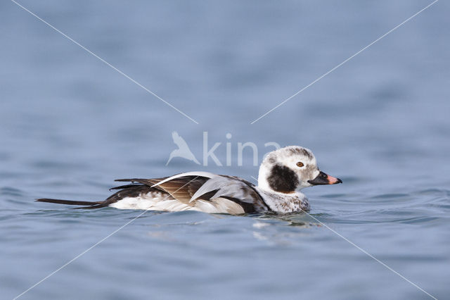 Long-tailed Duck