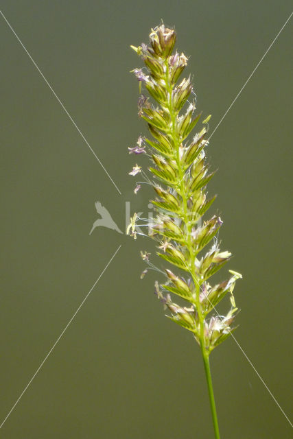 Crested Dog's-tail (Cynosurus cristatus)