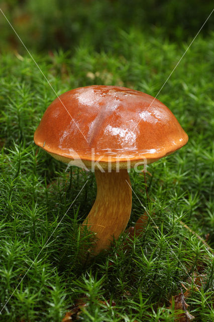 Kastanjeboleet (Boletus badius)