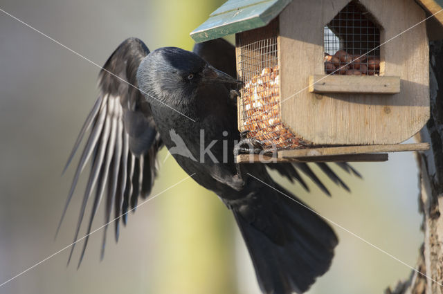 Eurasian Jackdaw (Corvus monedula)