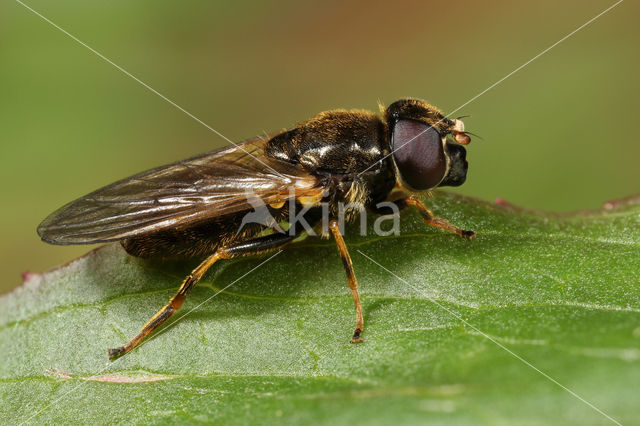 Kervelgitje (Cheilosia pagana)