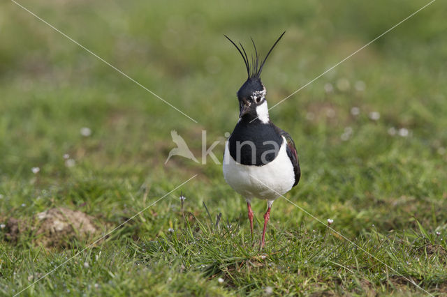 Lapwing (Vanellus vanellus)
