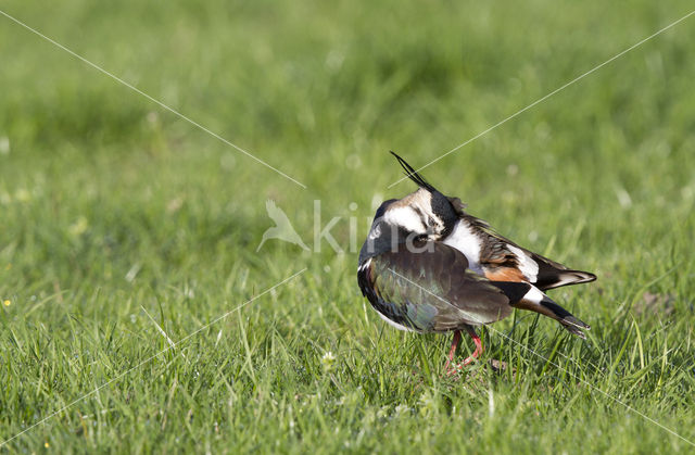 Lapwing (Vanellus vanellus)