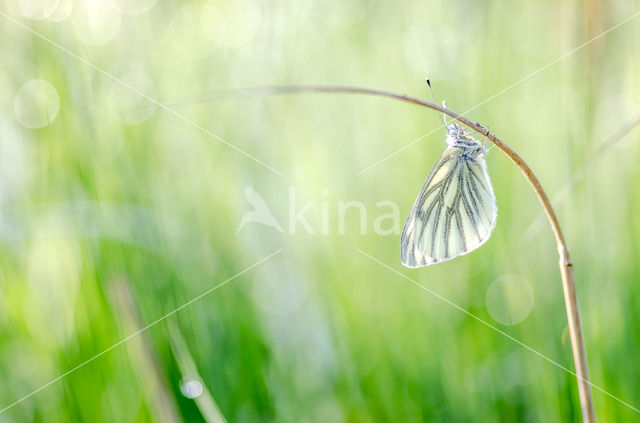 Klein geaderd witje (Pieris napi)