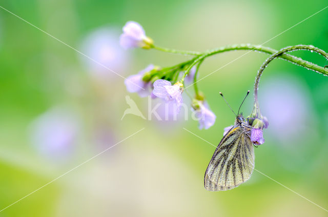 Klein geaderd witje (Pieris napi)