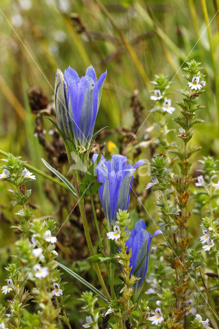 Klokjesgentiaan (Gentiana pneumonanthe)