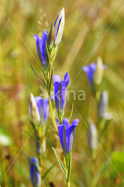 Klokjesgentiaan (Gentiana pneumonanthe)