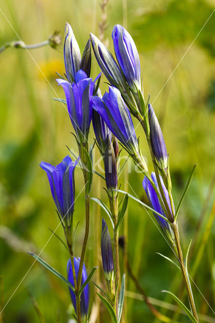 Marsh Gentian (Gentiana pneumonanthe)