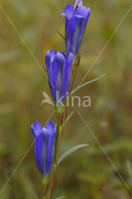 Marsh Gentian (Gentiana pneumonanthe)