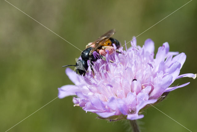 Knautiabij (Andrena hattorfiana)