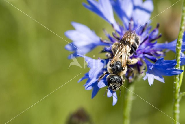 Knautiabij (Andrena hattorfiana)