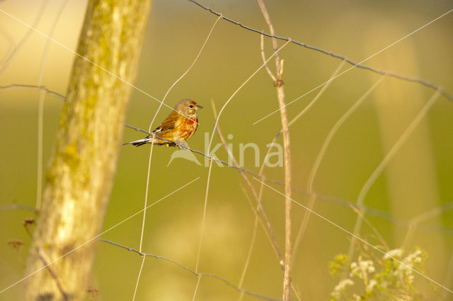 Eurasian Linnet (Carduelis cannabina)