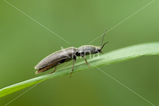 click beetle (Athous haemorrhoidalis)