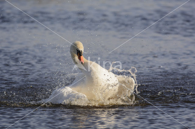 Mute Swan (Cygnus olor)