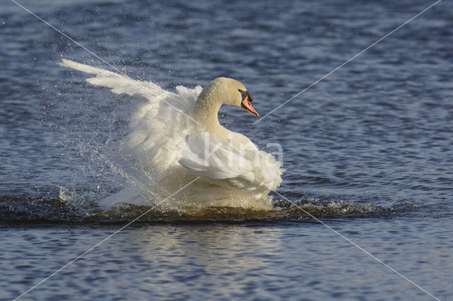 Knobbelzwaan (Cygnus olor)