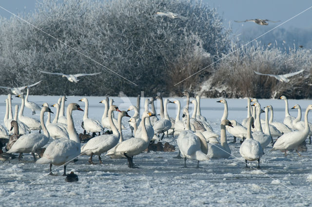 Knobbelzwaan (Cygnus olor)