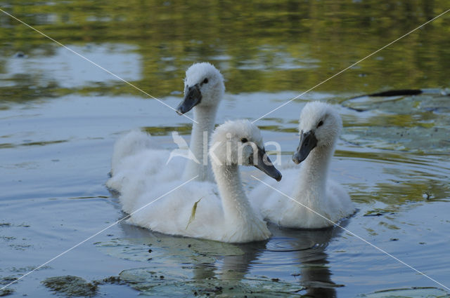 Knobbelzwaan (Cygnus olor)