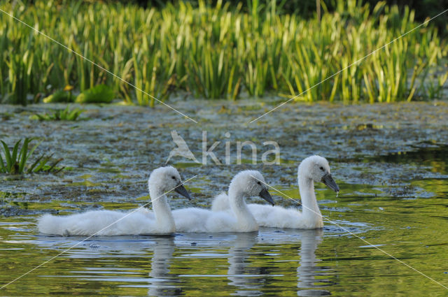 Knobbelzwaan (Cygnus olor)