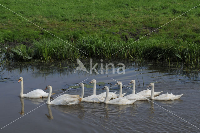 Knobbelzwaan (Cygnus olor)