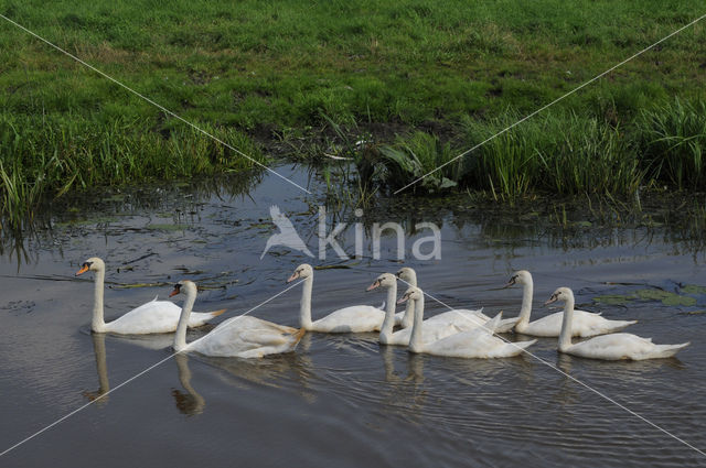 Knobbelzwaan (Cygnus olor)