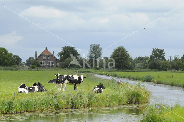 Cow (Bos domesticus)