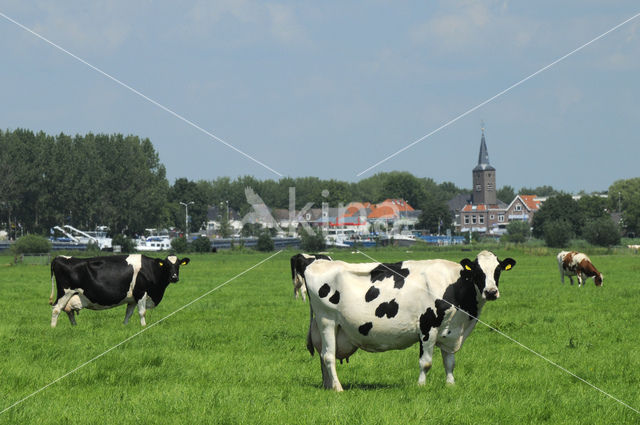 Cow (Bos domesticus)