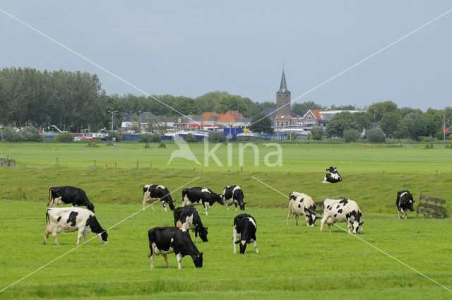 Cow (Bos domesticus)