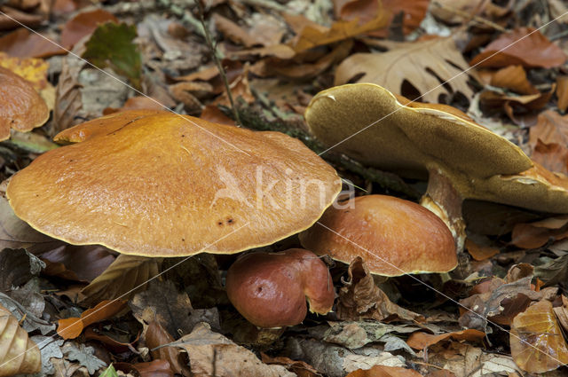 Suillus bovinus
