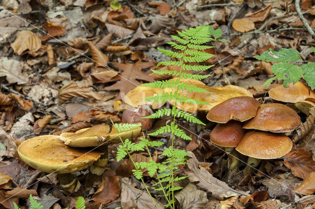 Koeienboleet (Suillus bovinus)